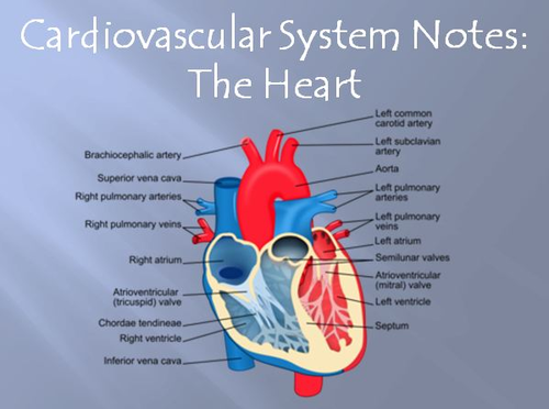 Cardiovascular System Notes - The Heart Powerpoint Presentation