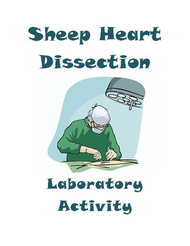Sheep Heart Dissection Lab - Anatomy