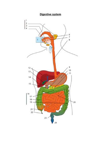 DIGESTIVE SYSTEM - Presentation and worksheets