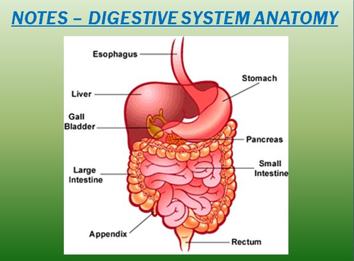 Digestive System Notes-Digestive System Anatomy Powerpoint Presentation