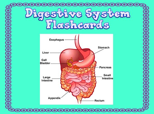 Digestive System Flashcards
