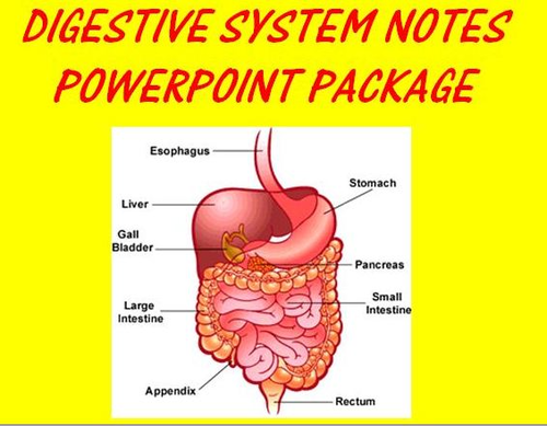 Digestive System Notes Package Powerpoint Presentations