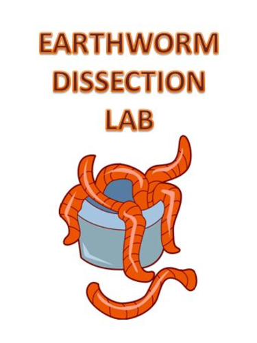 Digestive System Earthworm Dissection Lab Activity Anatomy - Biology