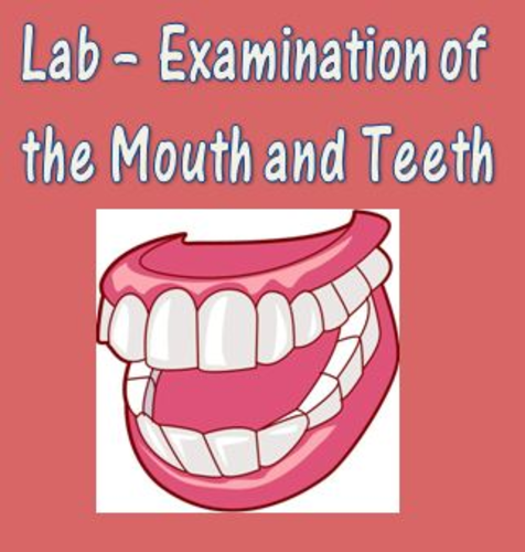 Digestive System Teeth Lab