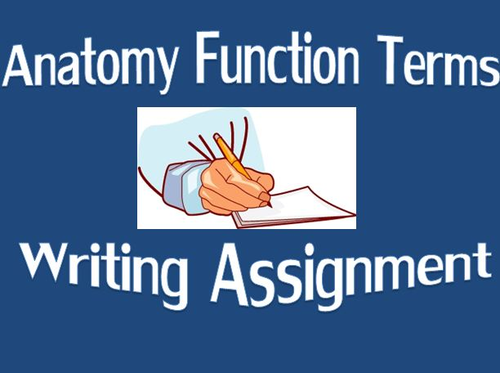 Anatomy Function Terms Writing Assignment
