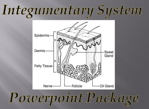 Integumentary System (Skin) Notes Powerpoint Package