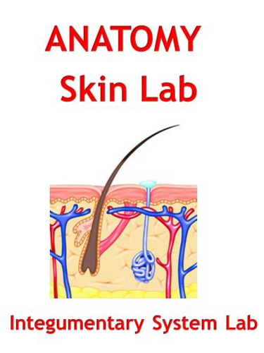 Integumentary System Skin Lab