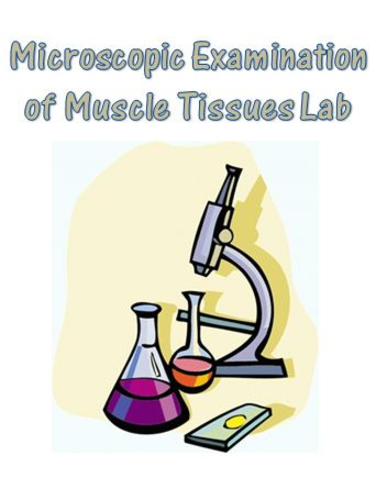 Muscular System Microscopic Examination of Muscle Tissue Lab - Anatomy & Biology