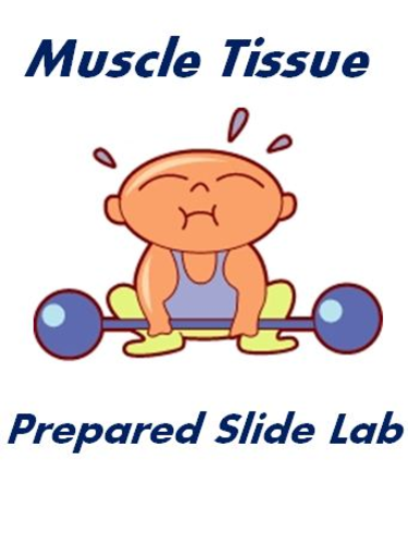Muscle Tissue Prepared Slide Lab Activity - Anatomy & Biology
