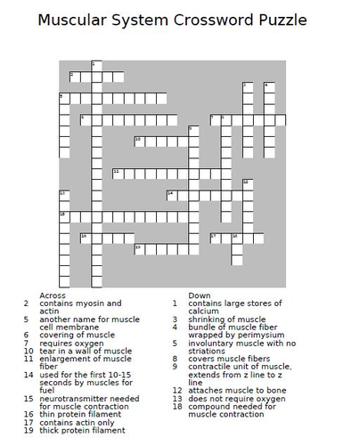 Muscular System Crossword Puzzle