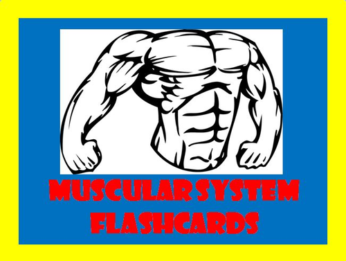 Muscular System Flashcards