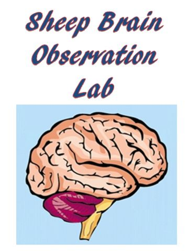 Nervous System Sheep Brain Observation Lab - Anatomy