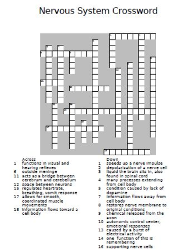 Nervous System Crossword Puzzle Teaching Resources