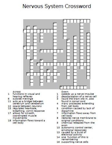Nervous System Crossword Puzzle