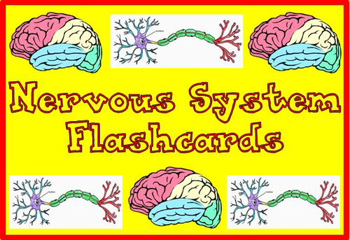 Nervous System Flashcards