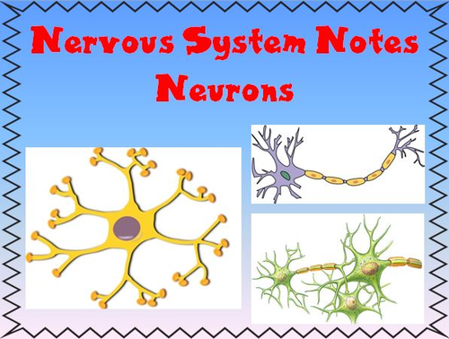 Nervous System Notes Neurons Powerpoint Presentation