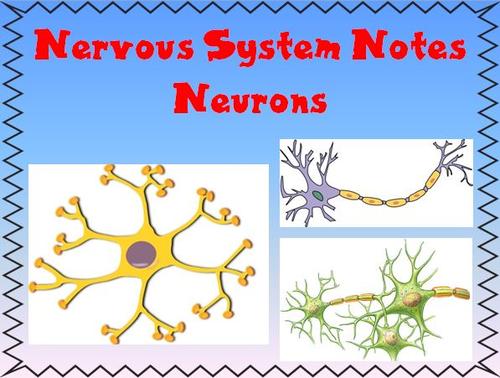 Nervous System Notes Neurons Powerpoint Presentation | Teaching Resources