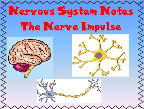 Nervous System Notes The Nerve Impulse Powerpoint Presentation