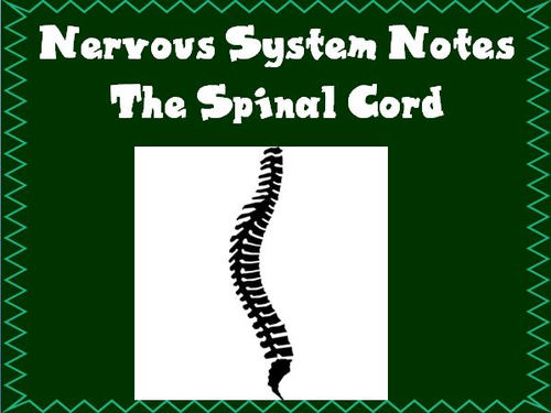 Nervous System Notes The Spinal Cord Powerpoint Presentation