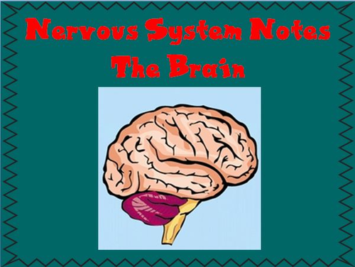 Nervous System Notes The Brain Powerpoint Presentation