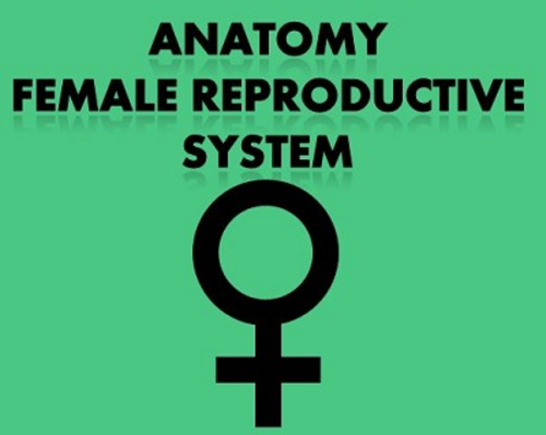 Female Reproductive Anatomy Notes Powerpoint Presentation