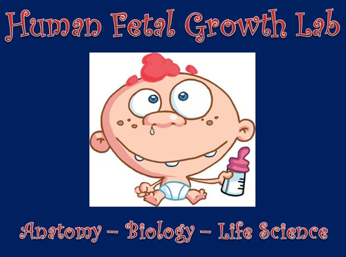 Reproductive System - Human Fetal Growth Lab