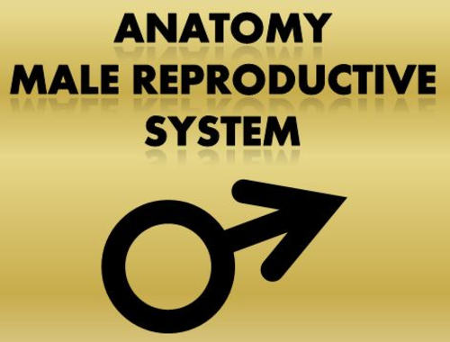 Male Reproductive Anatomy Notes Powerpoint Presentation
