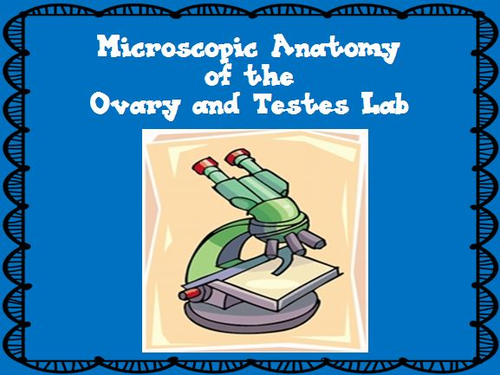 Reproductive System - Microscopic Anatomy of the Ovary and Testes Lab