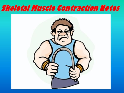 Muscular System Notes - Skeletal Muscle Contraction - Powerpoint Presentation