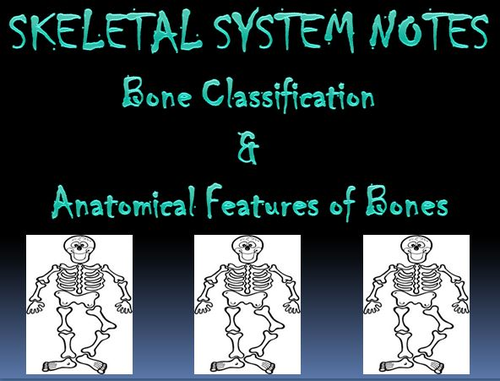 Skeletal System Notes Bone Classification & Features Powerpoint Presentation