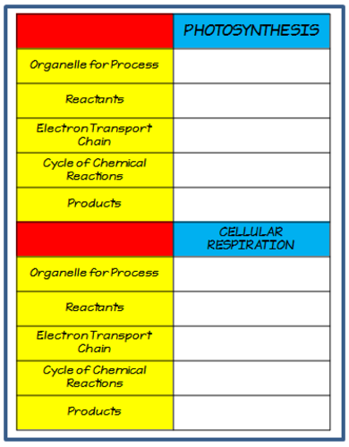 Google Drive Biology Photosynthesis - Cellular Respiration Vocabulary Exercises