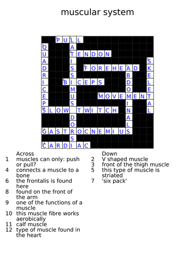 Muscle Anatomy Crossword Answers Anatomy Drawing Diagram