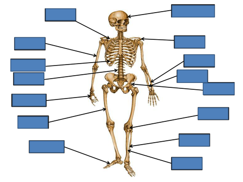 Anatomy of the Body Revision