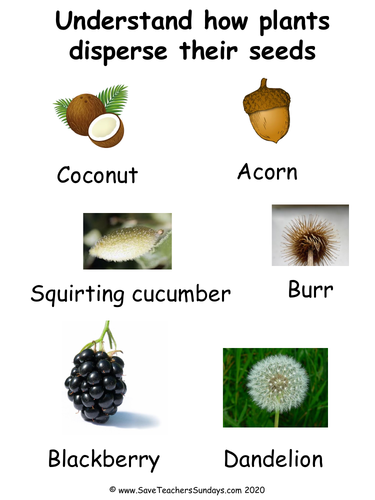 Methods of Seed Dispersal KS1 Lesson Plan and Worksheets