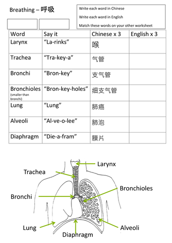 EAL Breathing worksheet in Chinese KS3