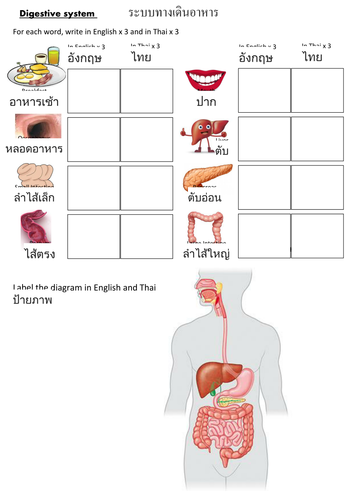 Eal Digestive System Worksheet In Thai Ks3 Teaching Resources