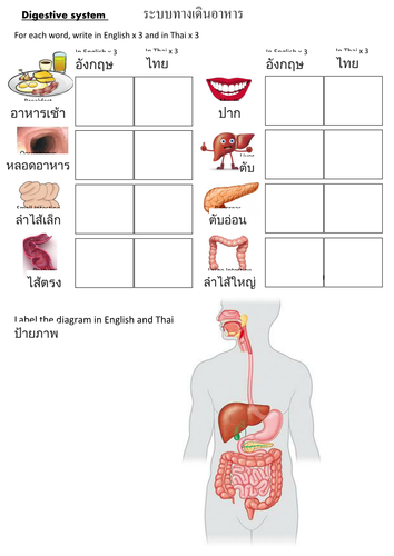 EAL Digestive System worksheet in Thai KS3