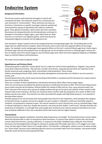 Endocrine System