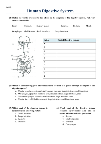 The Human Digestive System Worksheet By Harvey1993 Teaching