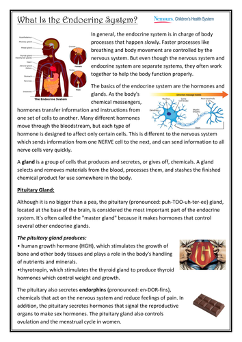 Endocrine System_Lower Ability_ESL_EALD