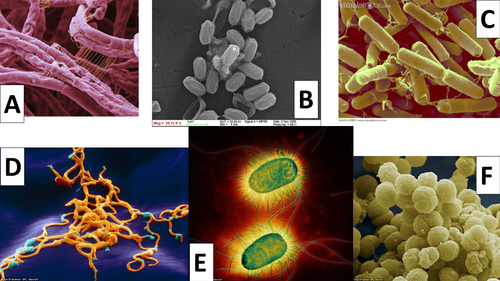 Bacterial Morphology (Shape) Identification