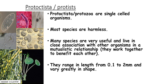 Microorganism - Students teach each other activity