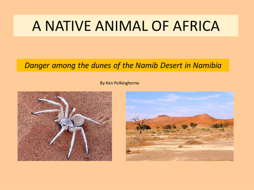 A Native Animal of Africa- the poisonous white lady spider of the Namibian sand dunes