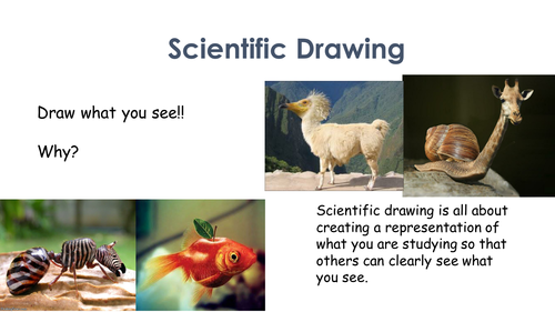 Scientific Drawing