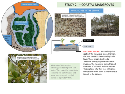 Mangrove adaptations in East Coast Malayan Estuary