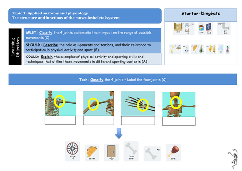 2016 GCSE PE EDEXCEL Joints and Movement