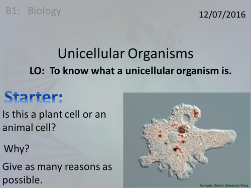 Activate 1: B1:  Unicellular Organisms | Teaching Resources