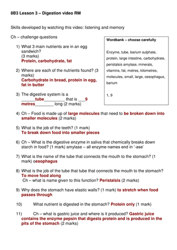 worksheet heart blank questions answers system Digestive and video