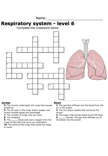Respiration crossword for plenary, AFL or revision