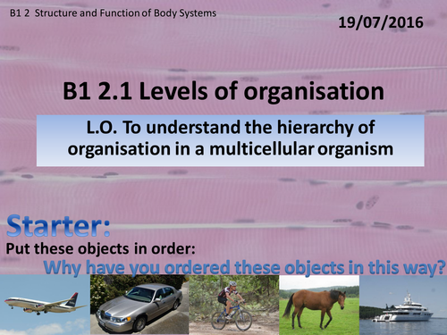 Activate 1: B1 : 2.1  Levels of Organisation
